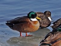 Manky Mallard